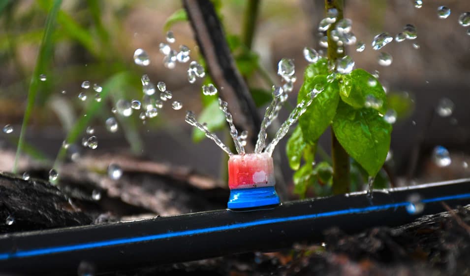 Irrigation Optimisée pour Dattiers Mejhoul